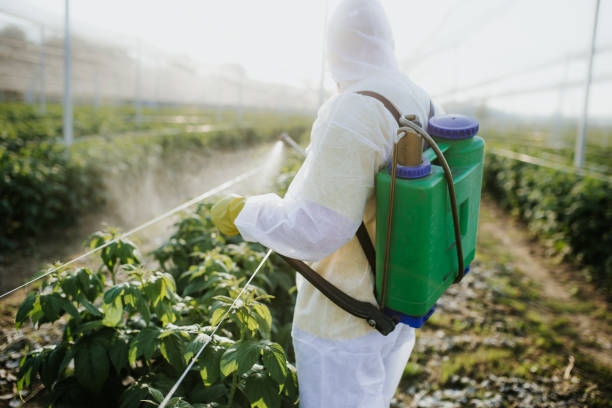 Best Local Pest Control Services  in Bemiss, GA